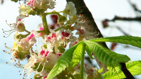 Каштан конский pyramidalis