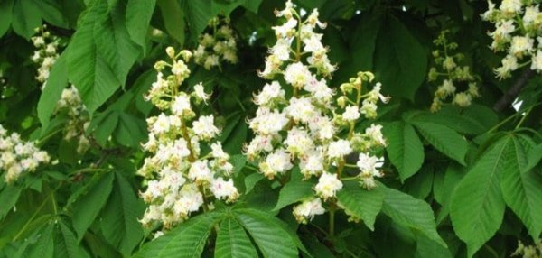 Конский каштан дерево цветы