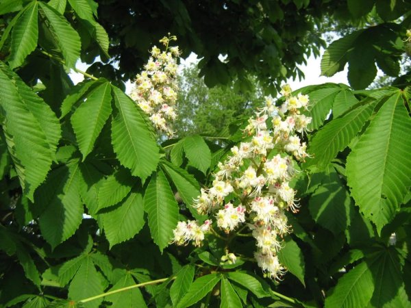 Каштан обыкновенный окрас