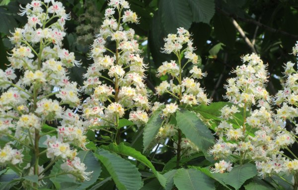 Конский каштан весной