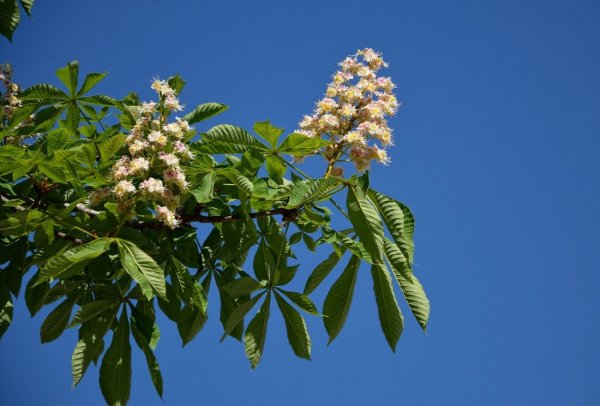 Конский каштан растение