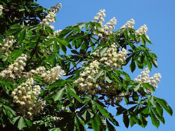 Каштан конский Маргината