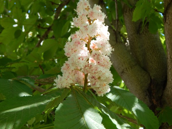 Каштан дерево цветы