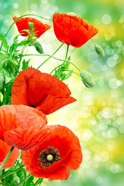 Обои на рабочий стол маки