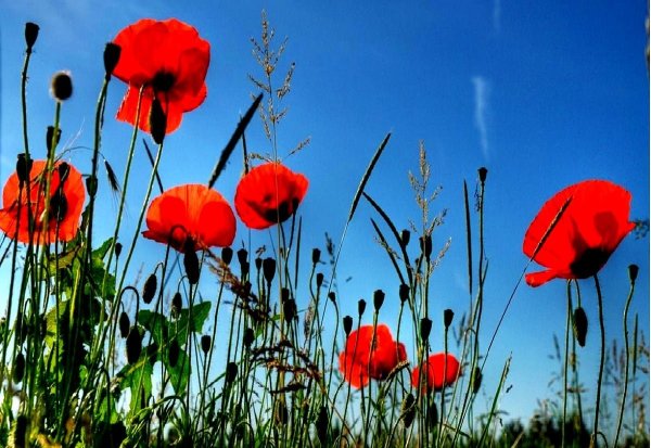 Красные маки