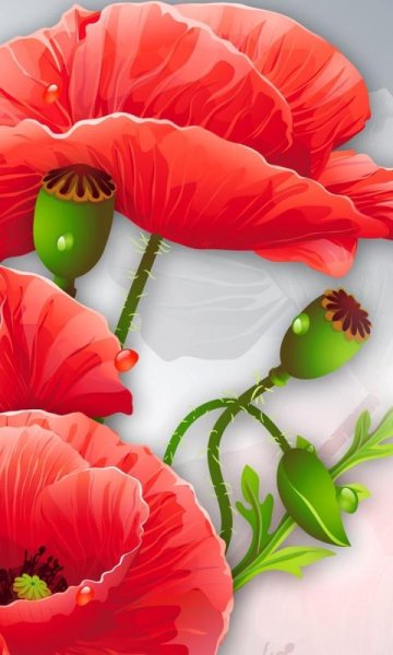 Полевые цветы