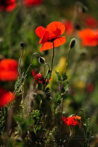 Красивые маки