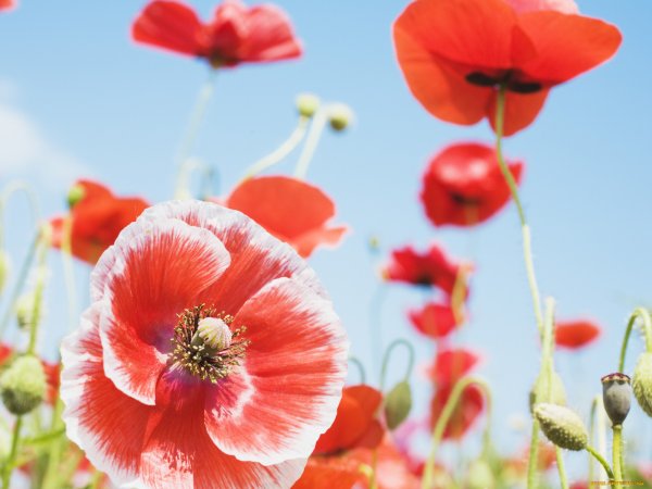 Обои на рабочий стол маки