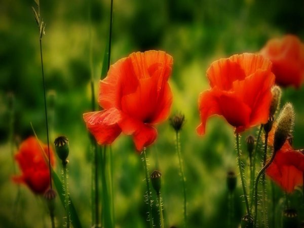 Алые маки Иссык-куля