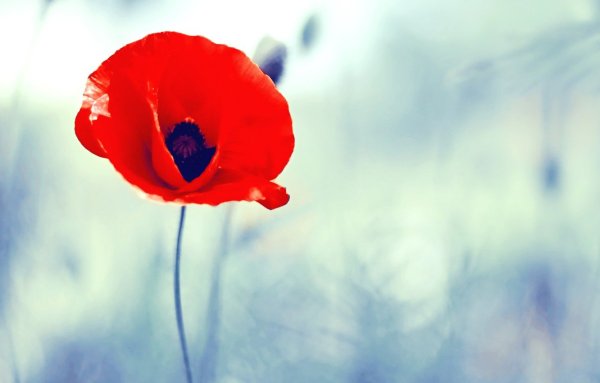 Цветущие ромашки и маки