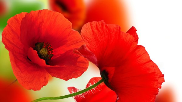 Маки Кодзуэ