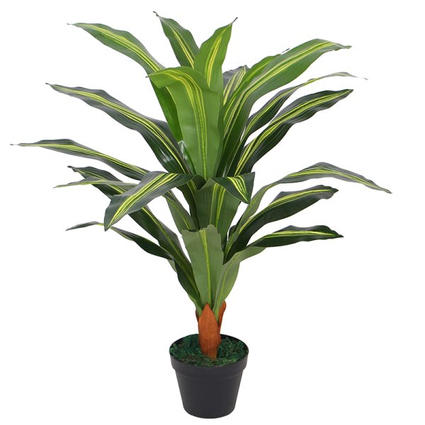 Драцена Фрагранс