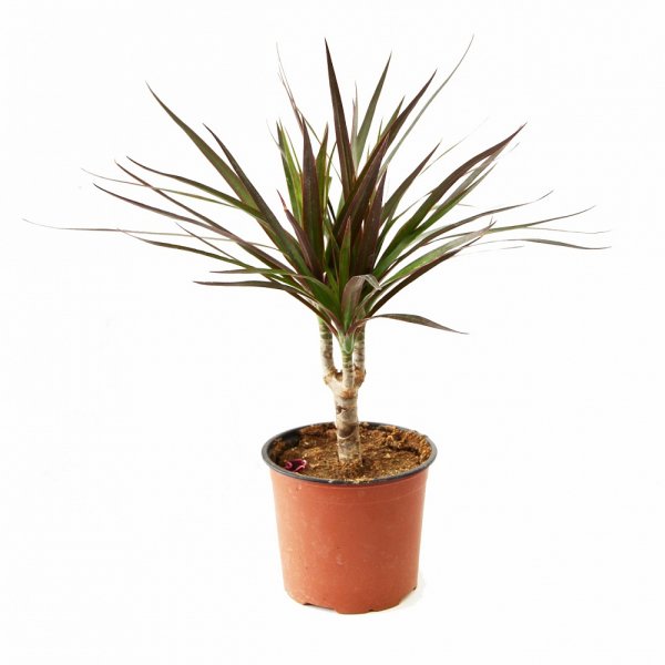 Драцена окаймленная (Dracaena marginata.)