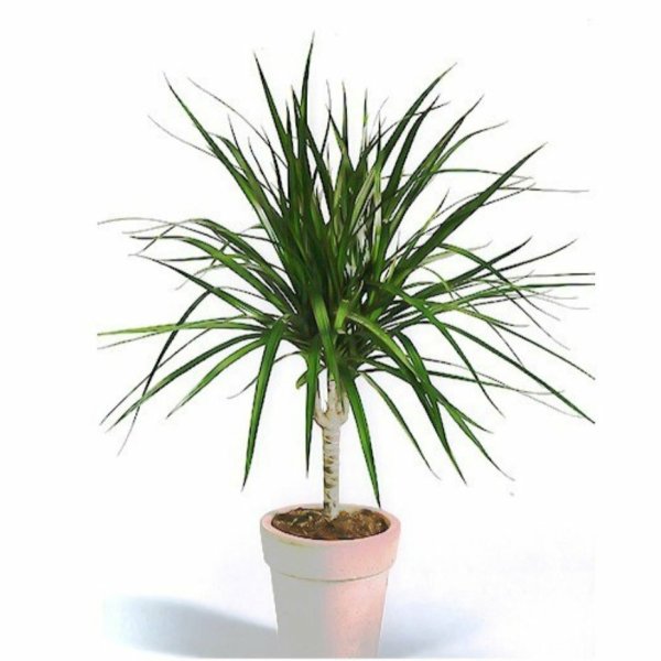 Драцена окаймлённая Маргината