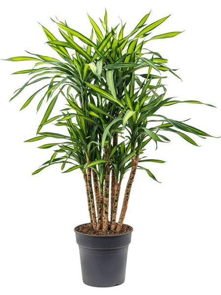 Драцена Фрагранс Грин-Уайт