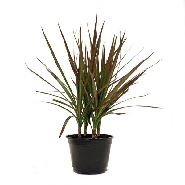 Драцена Маргината