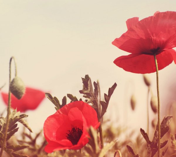 Картинки с маками на рабочий стол