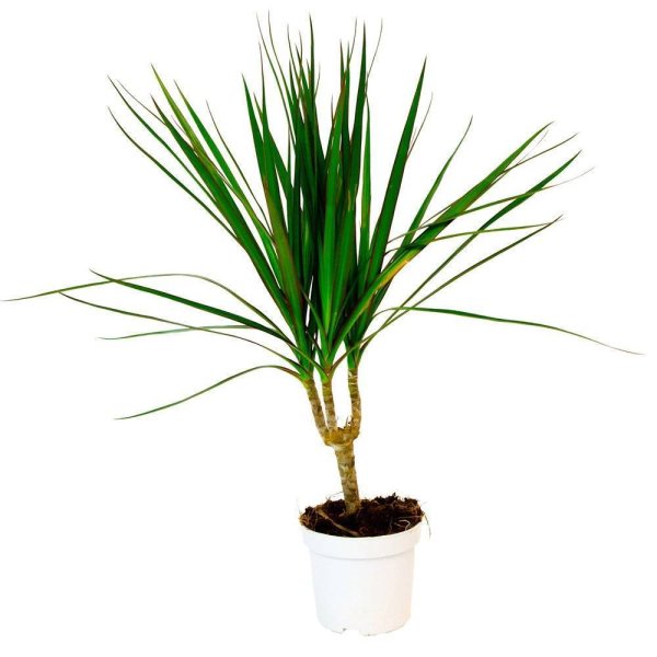 Драцена Маргината Санрей