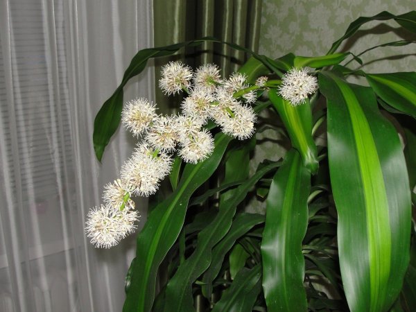 Драцена душистая Фрагранс