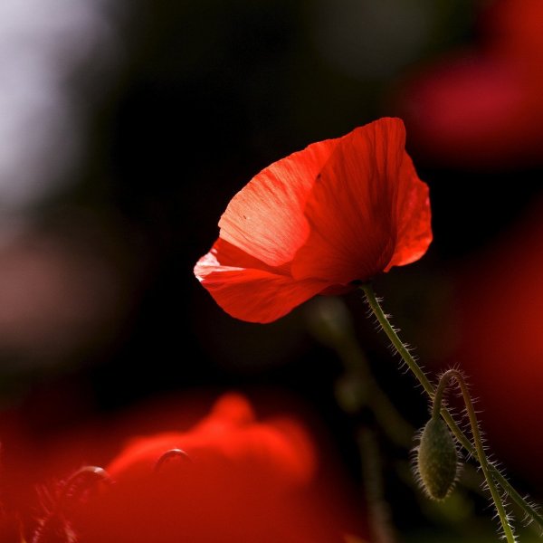 Красные полевые цветы