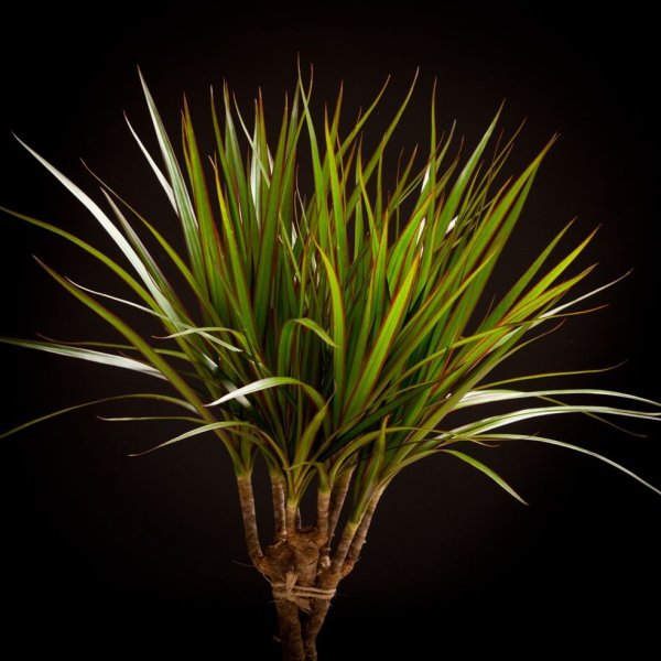 Драцена Маргината