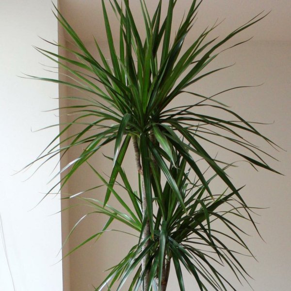 Драцена окаймленная (Dracaena marginata.)