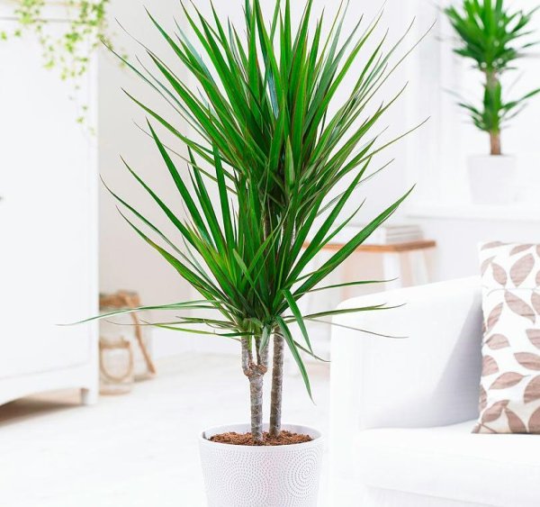 Драцена Сандера Dracaena sanderiana