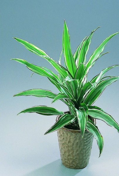 Драцена Анита