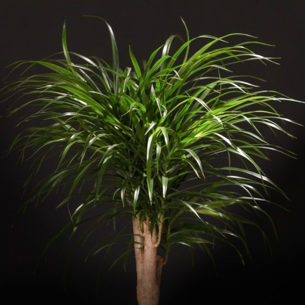 Драцена деремская окаймленная