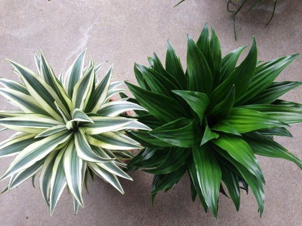 Драцена деремская окаймленная