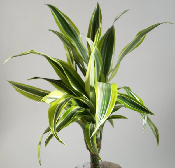 Драцена Джанет Крейг цветет