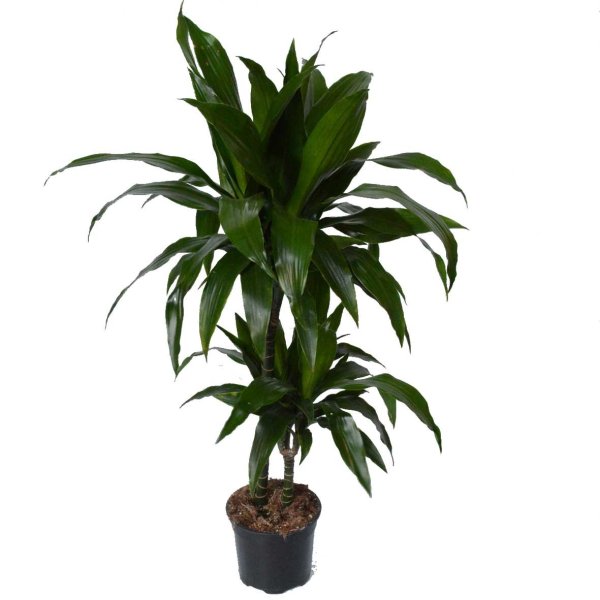 Драцена деременсис