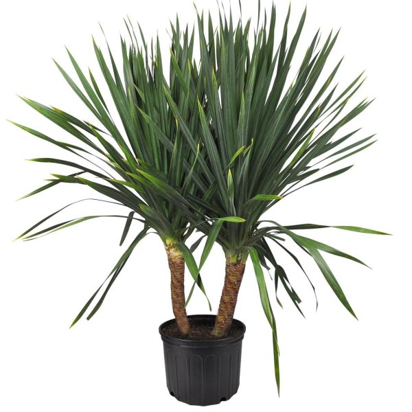 Пальма Драцена Маргината