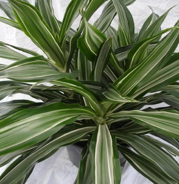 Драцена Маргината