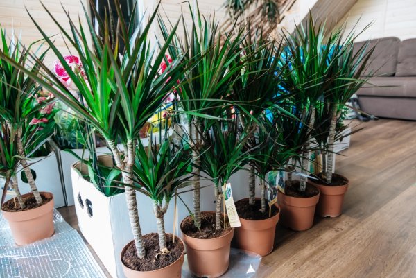 Драцена окаймленная (Dracaena marginata.)