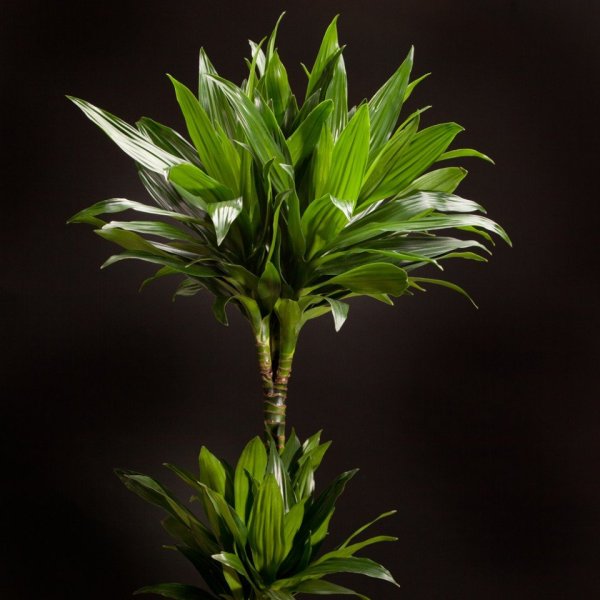 Драцена Маргината