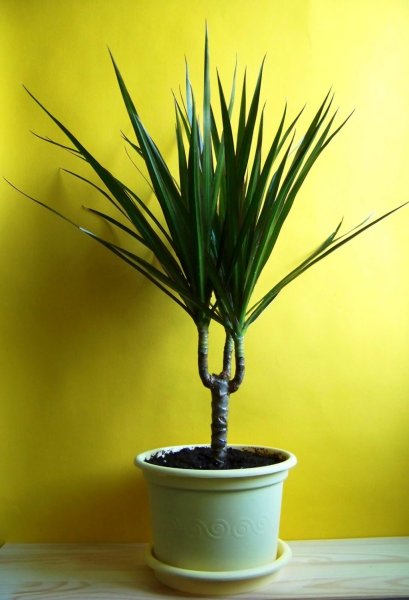 Драцена деременсис