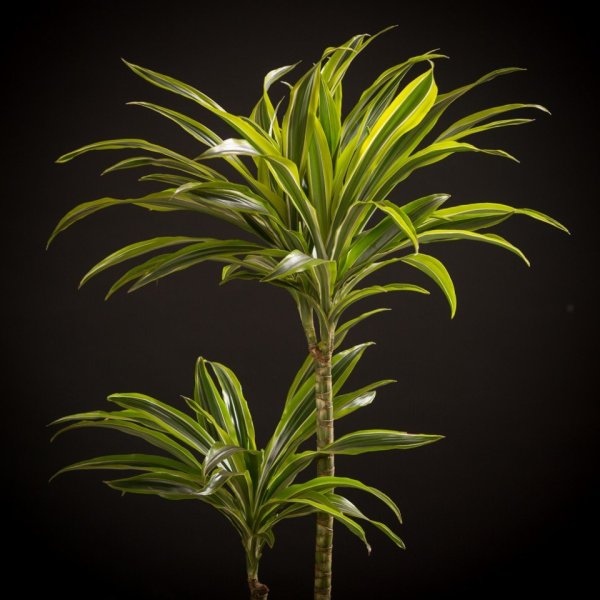 Драцена Маргината