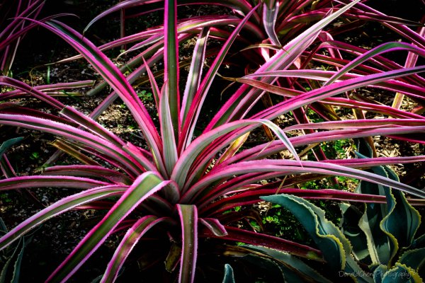 Пальма Драцена окаймленная