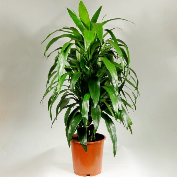 Драцена окаймлённая