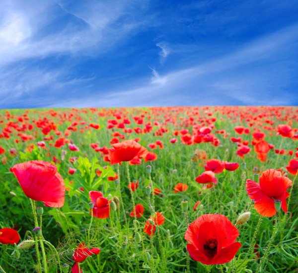 Красные маки