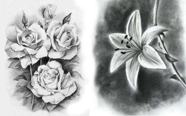 Цветы карандашом