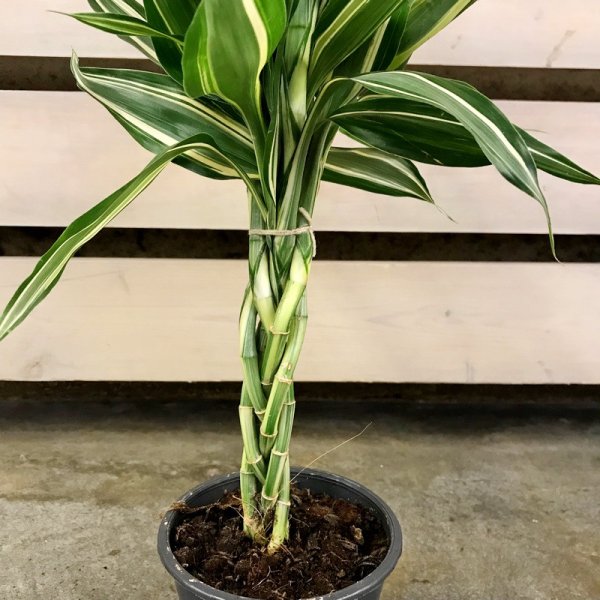 Драцена окаймлённая Маргината