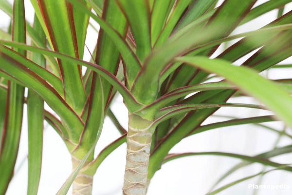 Драцена Маргината (Dracaena marginata)