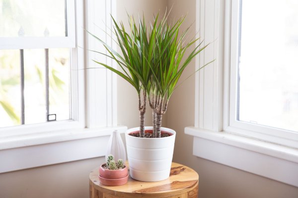 Драцена окаймленная (Dracaena marginata.)