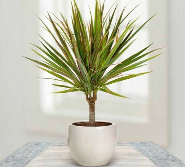 Драцена Маргината