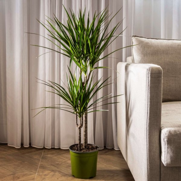 Драцена Маргината