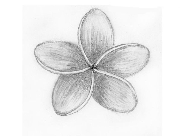 Цветы карандашом