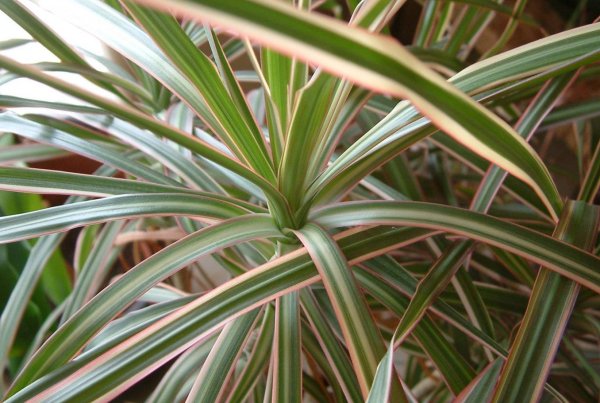 Драцена Фрагранс сюрприз