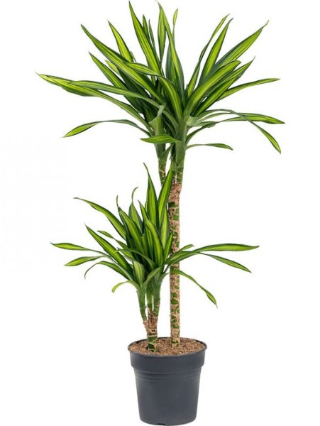 Драцена деремская